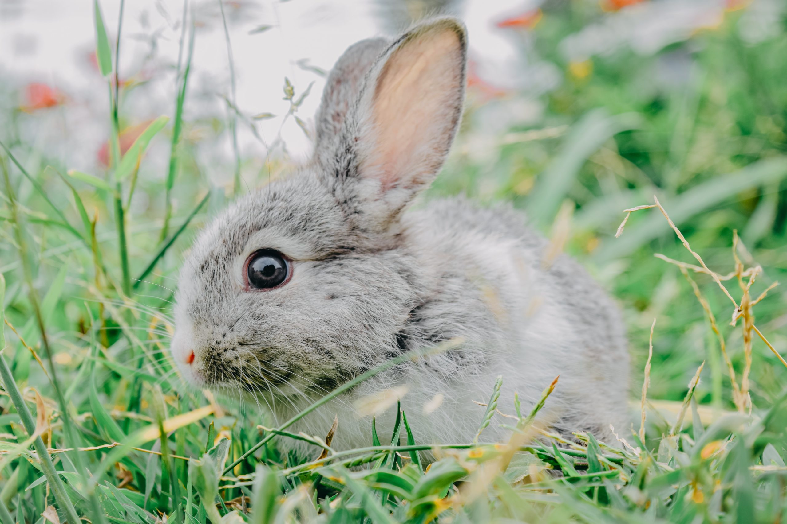 Animals We Take Care Of - Rabbits